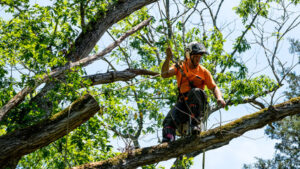 Arborist